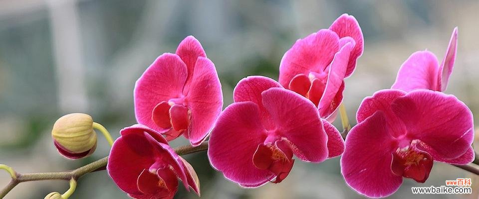 深情不变的蝴蝶兰 蝴蝶兰的花语