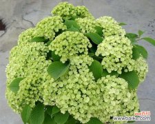 为健康着想 换床苗的意义与方法