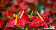 祝福与希望绽放的火鹤花——了解火鹤花的花语 火鹤花的花语与美丽祝福