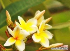 解读鸡蛋花的神秘花语 探秘鸡蛋花的花语之美