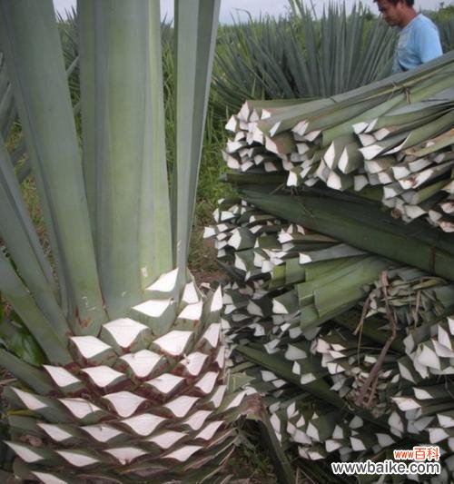 探索剑麻花语的起源 剑麻花语的神秘解读——纷纷落下的花瓣中蕴含的秘密