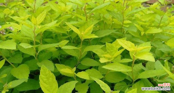 探索金山绣线菊的花语与寓意 金山绣线菊的花语之美丽与坚毅