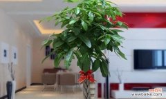 探寻金丝吊蝴蝶花的象征意义 金丝吊蝴蝶花语解析