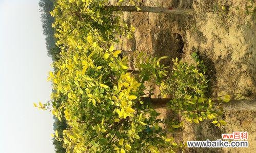 探索金叶榆所象征的内涵和价值 以金叶榆的寓意为主题的文章