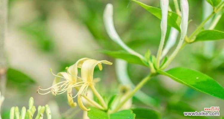 金银花——花海中的瑰宝 金银花的花语解读