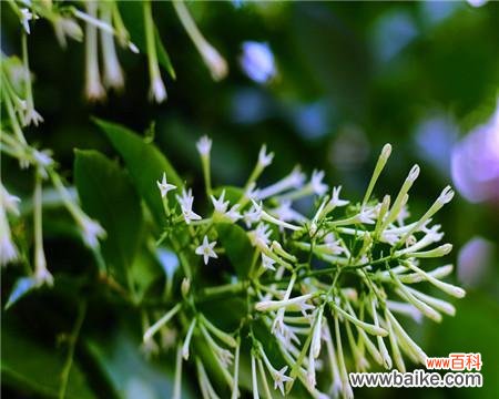 夜来香的花语及其特点是什么？