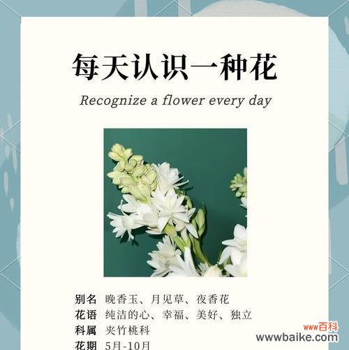 夜来香的花语及其特点是什么？