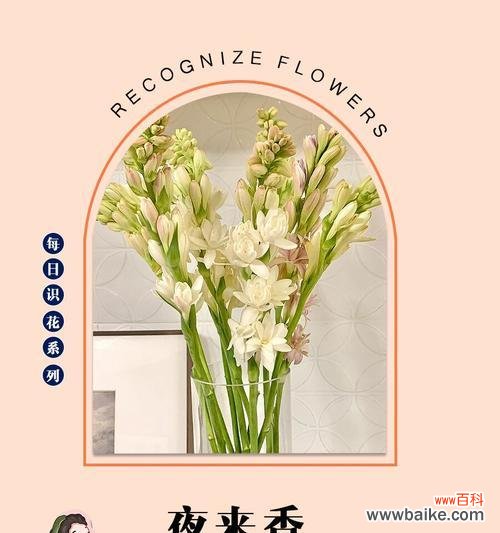 夜来香的花语及其特点是什么？