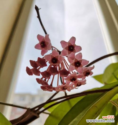 黑荆棘象征着怎样的花语？