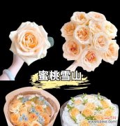 类似黄色的玫瑰花语有何特别之处？