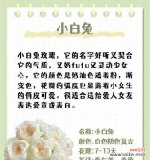 白玫瑰与荷花烟搭配的花语？