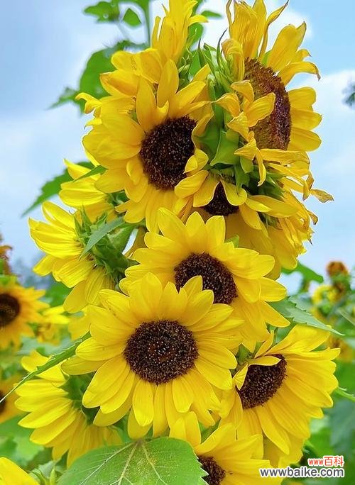 向日葵还有哪些别称？它们的花语分别是什么？