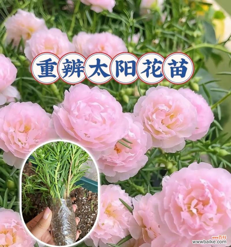 向日葵还有哪些别称？它们的花语分别是什么？