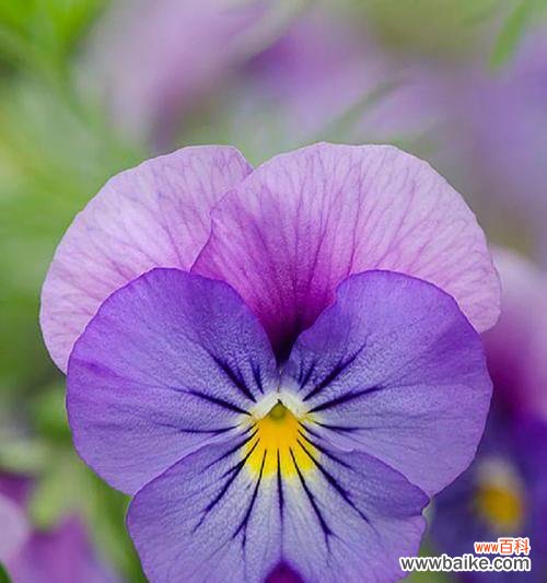 不再胆怯的花语象征哪种花?