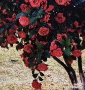 不再胆怯的花语象征哪种花？