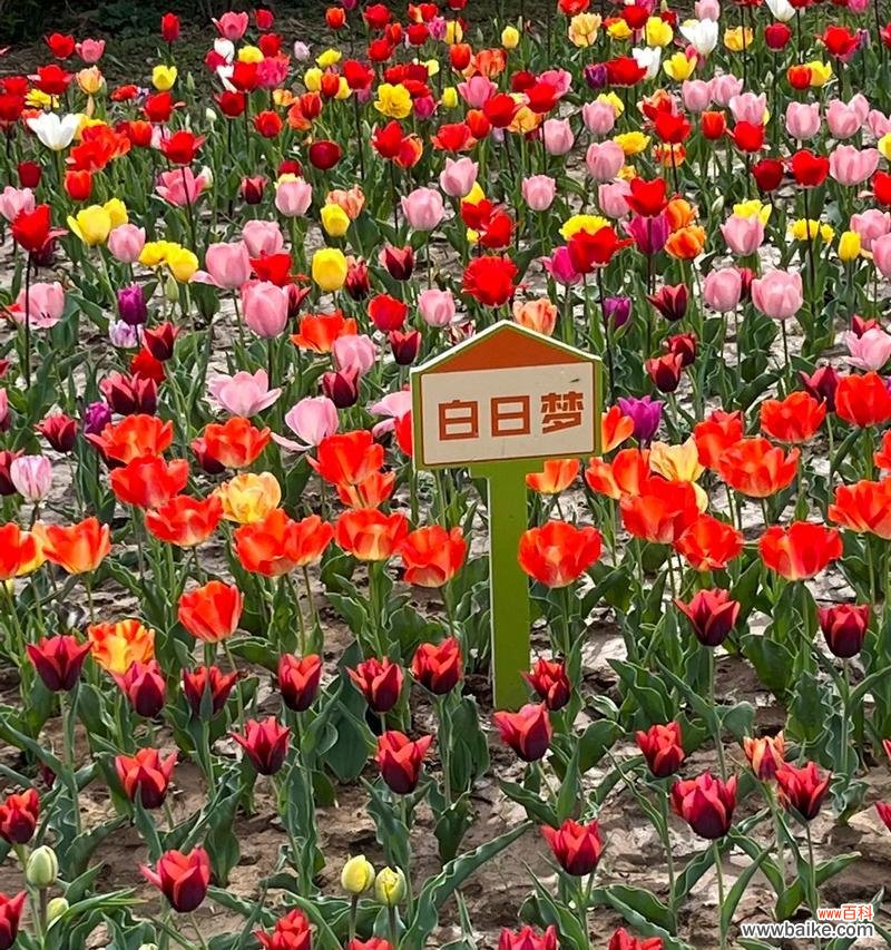 郁金香的花语有何含义？为什么郁金香象征着爱？