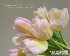 郁金香的花语有何含义？为什么郁金香象征着爱？