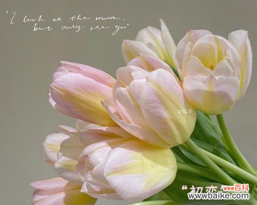 郁金香的花语有何含义？为什么郁金香象征着爱？