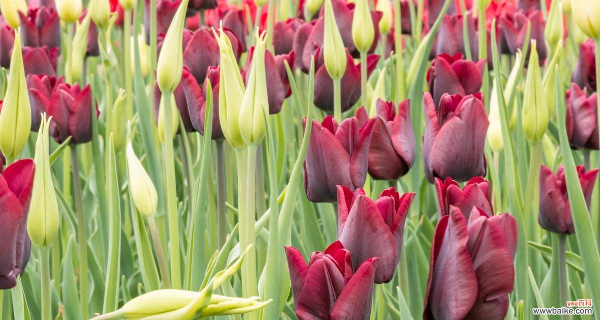 郁金香的花语有何含义？为什么郁金香象征着爱？