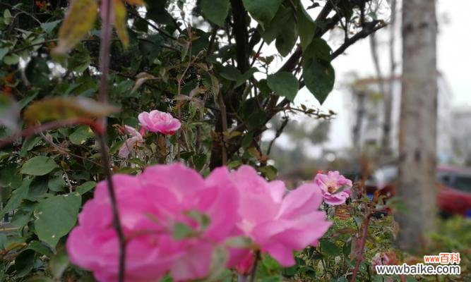 天籁花韵花语有何独特之处?