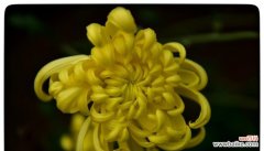 天籁花韵花语有何独特之处？