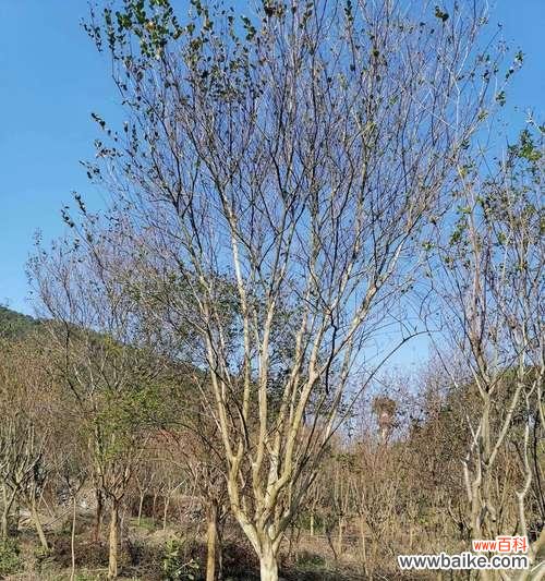 全冠植物的意义及应用领域 探讨苗木全冠的概念与特点