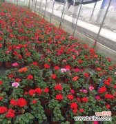 探究苗木地径对树木生长的影响及其相关研究成果 苗木地径与树木成长的关系