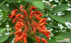 落叶灌木的特点与应用