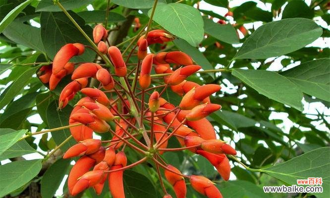 落叶灌木的特点与应用