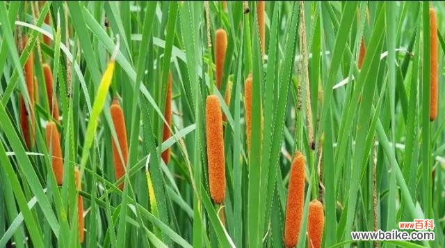 揭秘猫尾草背后的神秘象征 猫尾草的花语与寓意