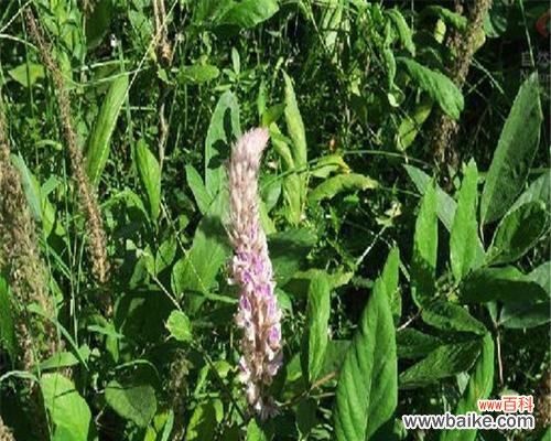 揭秘猫尾草背后的神秘象征 猫尾草的花语与寓意