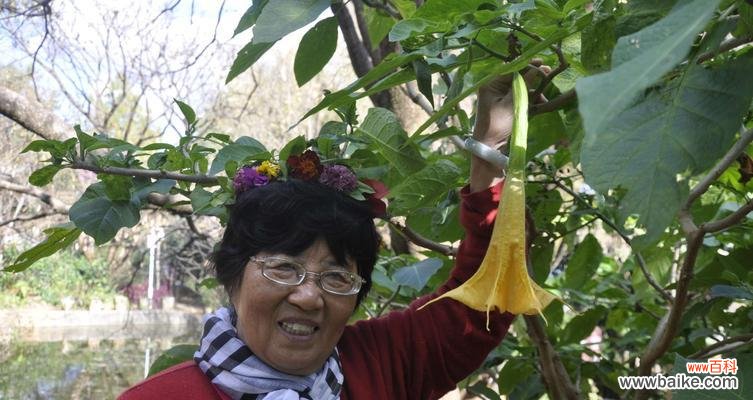 探寻曼陀罗花的花语之美 曼陀罗花语