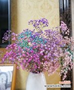 探索满天星花语所传递的深层含义与情感 满天星花语的寓意及象征意义