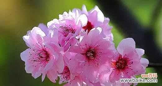 梅花的美丽和坚韧，展现深远的意义 梅花的象征意义与文化内涵