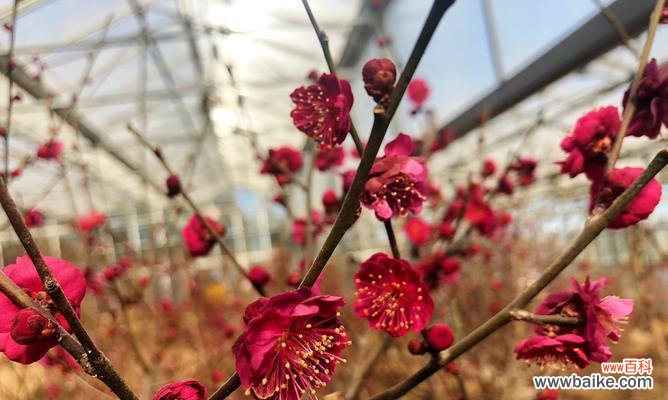 梅花的美丽和坚韧，展现深远的意义 梅花的象征意义与文化内涵