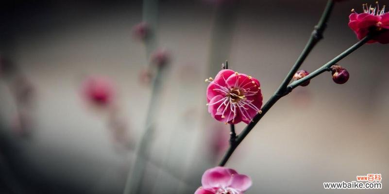 探究梅花花语及其在人生中的意义 梅花花语与生活的启示