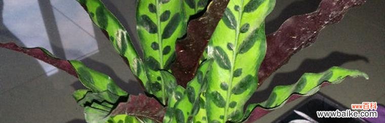 揭秘猫眼竹芋的花语及其隐含的寓意 猫眼竹芋的花语