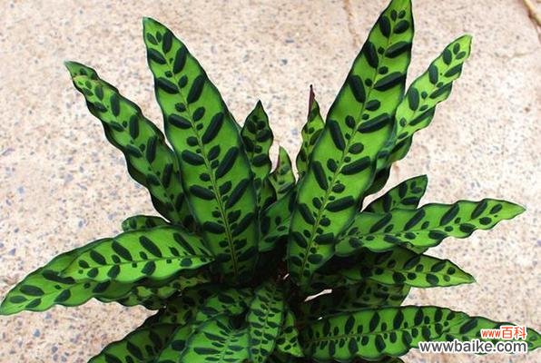 揭秘猫眼竹芋的花语及其隐含的寓意 猫眼竹芋的花语