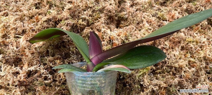 解读以苗龄的定义及应用领域 探讨以苗龄的意义