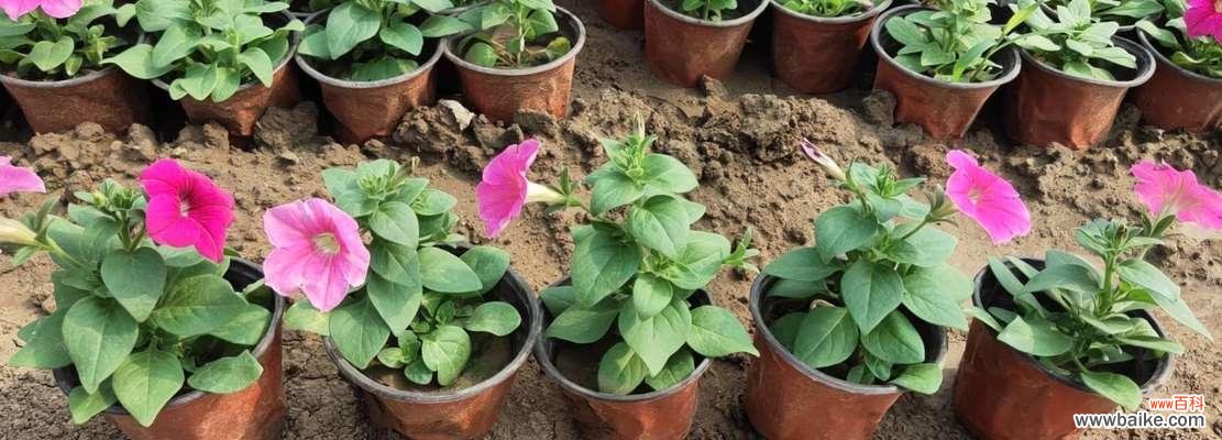 解读以苗龄的定义及应用领域 探讨以苗龄的意义