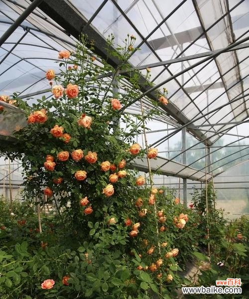 解读以苗龄的定义及应用领域 探讨以苗龄的意义