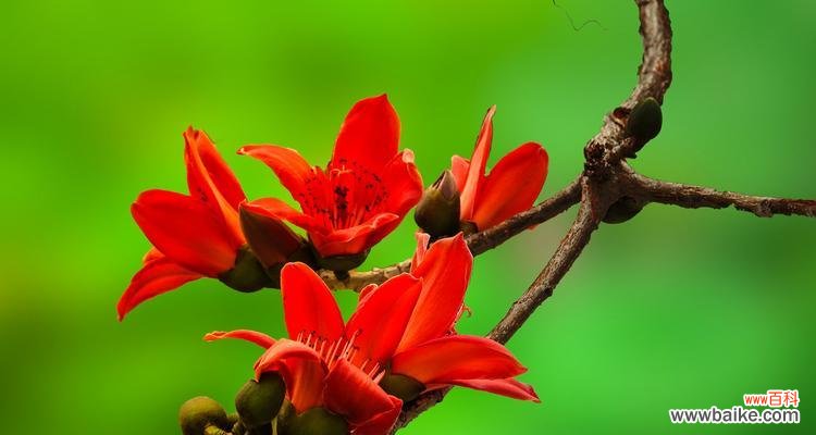 探寻木棉花的花语之美，传递生命力量 木棉花语之美——生命的坚强与繁华