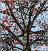 探寻木棉花的花语之美，传递生命力量 木棉花语之美——生命的坚强与繁华