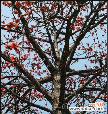 探寻木棉花的花语之美，传递生命力量 木棉花语之美——生命的坚强与繁华