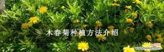 木春菊的象征意义及其启示 以木春菊的寓意——坚韧与生命力