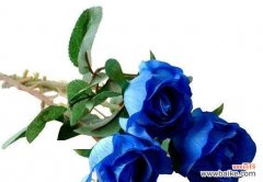 探索蓝色妖姬玫瑰的花语和美丽之谜 蓝色妖姬玫瑰