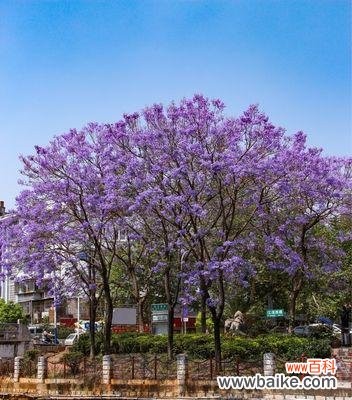 探寻蓝楹花的美丽与神秘 蓝楹花的花语及其寓意