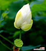 莲花在文化和宗教中的重要象征 莲花的象征意义