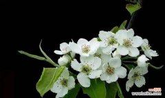 梨花的花语及其象征意义 梨花盛开，传递希望之花语