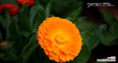 金盏菊的美丽花语和神奇传说 金盏菊花语传说